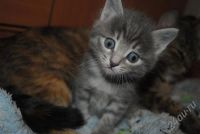 Лот: 552367. Фото: 3. симпатишный кот Серега пушистый. Растения и животные