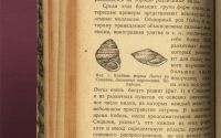 Лот: 19100914. Фото: 12. Мельхиор Ноймайр. Корни животного...