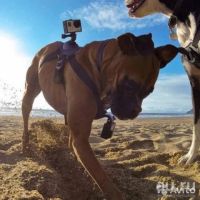 Лот: 9983221. Фото: 5. Крепление на собаку для GoPro...