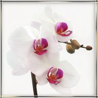 Лот: 2878461. Фото: 2. Орхидеи. Комнатные растения и уход