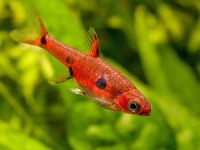 Лот: 16204887. Фото: 3. Расбора земляничная (Boraras naevus... Растения и животные