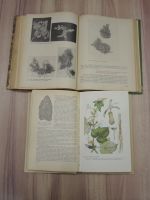 Лот: 20932127. Фото: 4. 4 книги азбука садовода сад растения... Красноярск