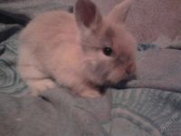 Лот: 1155464. Фото: 3. милые,декоративные,ангорские кролики... Растения и животные