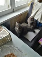 Лот: 25317241. Фото: 5. Котята