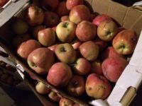 Лот: 4519545. Фото: 2. Яблоки Рэд ВСЕГО ПО 10 РУБ осталось... Продукты