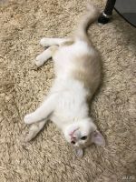 Лот: 10110406. Фото: 2. Котёнок мальчик. Животные и уход
