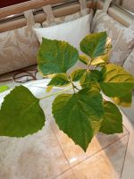 Лот: 19675902. Фото: 2. Клеродендрум Филиппинский. Комнатные растения и уход