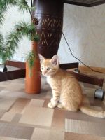 Лот: 7832510. Фото: 2. Котик, 3 месяца. Животные и уход