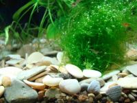 Лот: 14994585. Фото: 2. Яванский мох (мох стринги). Аквариумистика