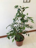 Лот: 18587470. Фото: 3. Фикус Бенджамина больше1 м, большой... Растения и животные