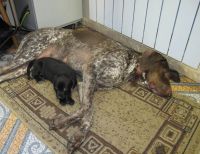 Лот: 7263152. Фото: 4. Щенок. Красноярск