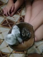 Лот: 12244641. Фото: 2. Хомяк джунгарский. Животные и уход