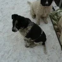 Лот: 17010425. Фото: 4. Щенки от крупной собаки. Красноярск