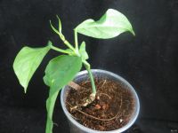 Лот: 13592382. Фото: 3. Хойя Hoya Lasiantha-2. Растения и животные