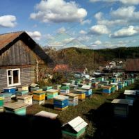 Лот: 16671514. Фото: 9. Подтаёжный мёд, 1420 грамм, пасека...