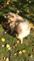 Лот: 14610624. Фото: 3. Щенок 🐶 шпица 🐶 Девочка 6 месяцев. Растения и животные