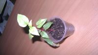 Лот: 11149229. Фото: 2. Сортовая фуксия "Golden Marinka... Комнатные растения и уход