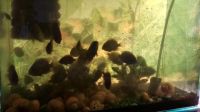 Лот: 11864256. Фото: 2. Аквариумные рыбки (Чернополосая... Аквариумистика