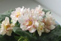 Лот: 4761841. Фото: 4. Фиалка Sunkissed Rose, лист. Красноярск