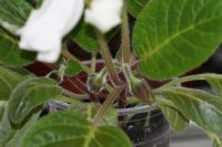 Лот: 2977318. Фото: 4. Глоксиния 46 (цветет). Красноярск