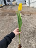 Лот: 15456565. Фото: 7. Жирный тюльпан! на луковице! Тюльпаны...
