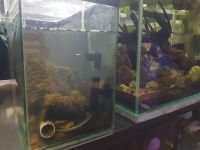 Лот: 21174633. Фото: 2. Не большой аквариум с питомцем. Аквариумистика