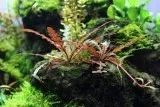 Лот: 21984473. Фото: 2. ✅Меристемное растение(Hygrophila... Аквариумистика