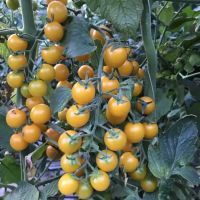 Лот: 11403303. Фото: 4. Рассада коллекционных редких и... Красноярск