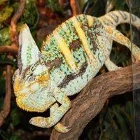 Лот: 2639025. Фото: 2. Йеменские хамелеоны. Животные и уход