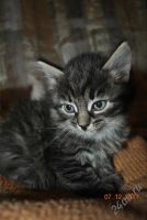 Лот: 1400783. Фото: 3. котенок красотуля. Растения и животные