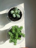 Лот: 20581866. Фото: 3. суккулент. Растения и животные