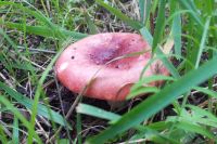 Лот: 5534440. Фото: 7. Дача с лесом, Элита