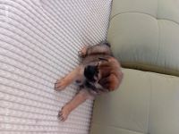 Лот: 24670105. Фото: 6. АГорыныч