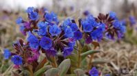 Лот: 13569271. Фото: 2. Медуница мягчайшая - Pulmonaria... Семена, рассада, садовые растения