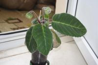 Лот: 4198603. Фото: 3. Глоксиния махровая 2 (всё растение... Растения и животные