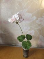 Лот: 16162575. Фото: 2. Пеларгония Pretty Petticoat, цветёт. Комнатные растения и уход