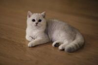 Лот: 10533806. Фото: 4. Британский котенок - девочка 4... Красноярск