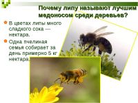 Лот: 10771342. Фото: 3. Липа. медоносное дерево.Целебные... Для дачи, дома, огорода, бани, парка