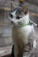 Лот: 5137949. Фото: 3. Коты и кошки стерилизованные. Растения и животные