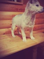 Лот: 3543194. Фото: 3. Щенок Хаски!!!. Растения и животные