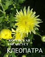 Лот: 13271744. Фото: 6. Корейские хризантемы Индус и...