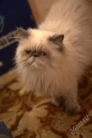 Лот: 2262603. Фото: 2. Кошечка перс. Животные и уход