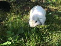 Лот: 8067911. Фото: 3. Кролик декоративный белый вислоухий... Растения и животные
