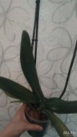Лот: 9472832. Фото: 5. Орхидея фаленопсис белая с малиновой...