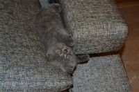 Лот: 1490133. Фото: 2. Шотладская вислоухая девочка. Животные и уход