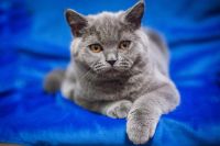 Лот: 6191468. Фото: 4. Британские плюшевые котята. Красноярск