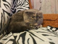 Лот: 10043394. Фото: 6. Отдам в хорошие руки Шотландскую...