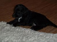 Лот: 2110614. Фото: 2. Щенки спаниэля. Животные и уход