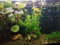 Лот: 10169239. Фото: 6. Действующий аквариум 130 л.