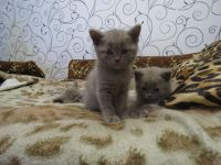 Лот: 4419586. Фото: 3. котята британцы. Растения и животные